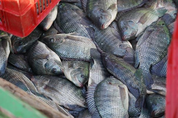 Harvested Catfish and Tilapia