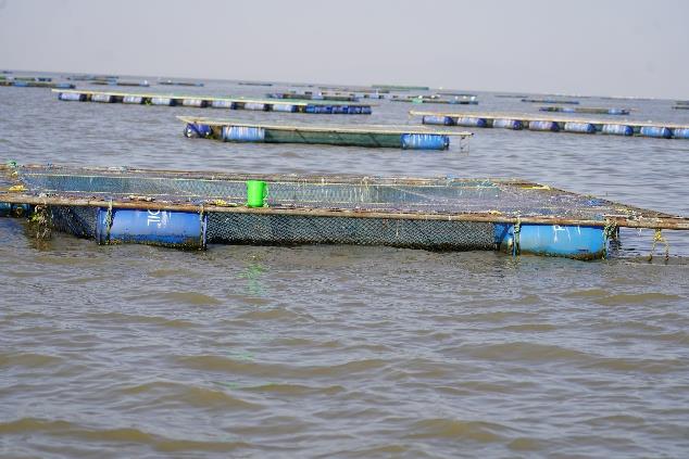 Aquaculture Cage Farming