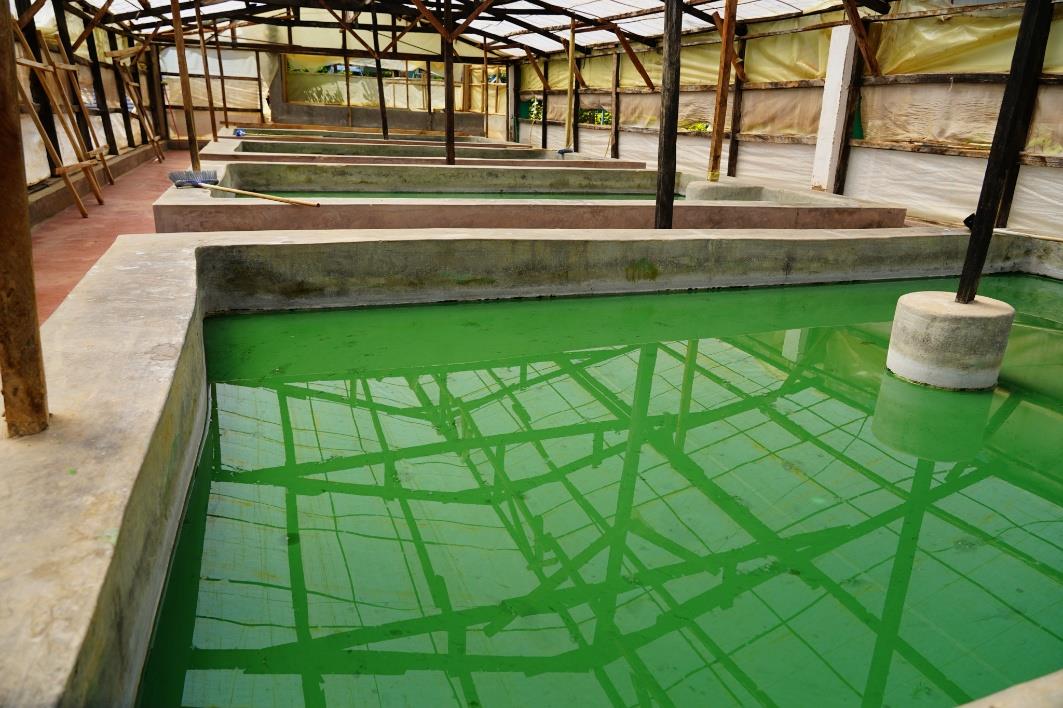 Spirulina Production Pond